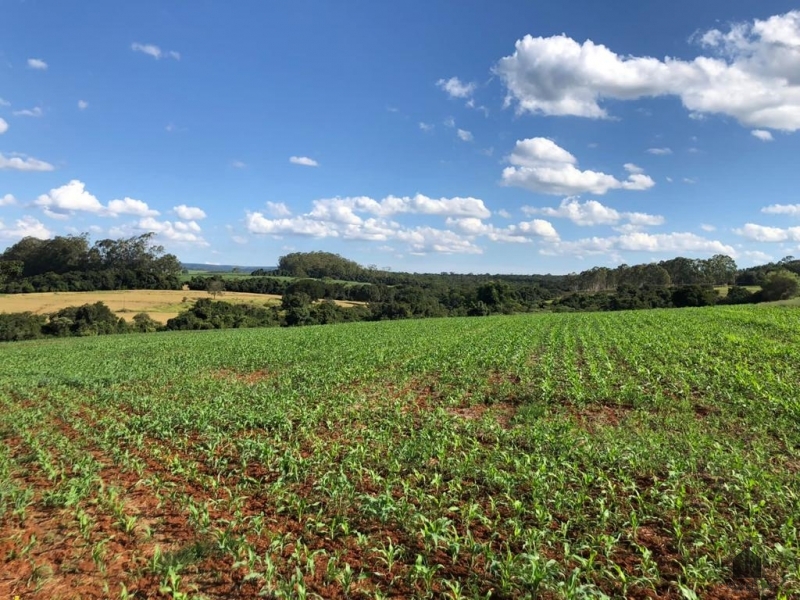 VENDE - SITIO