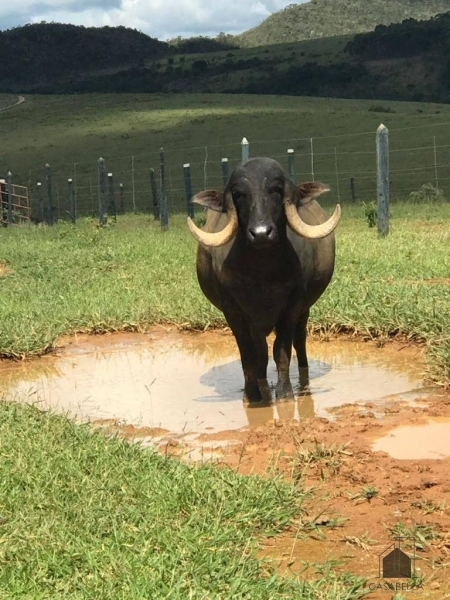 VENDE - FAZENDA